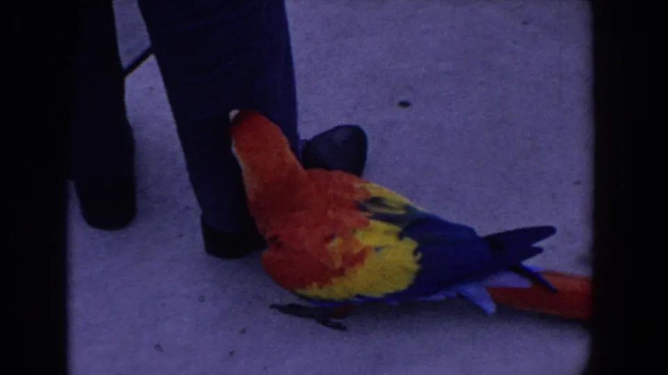 A scarlet macaw stands near a person's legs and black shoes on pavement in 1958 Florida footage.