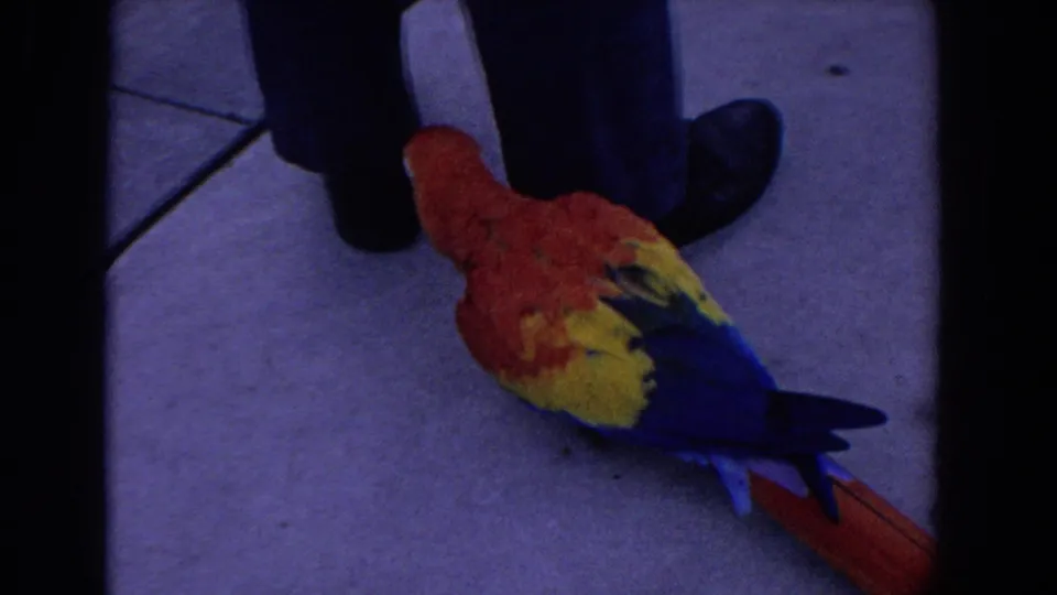 The macaw moves close to dark trouser legs and black shoes, its bright feathers visible against the pavement.