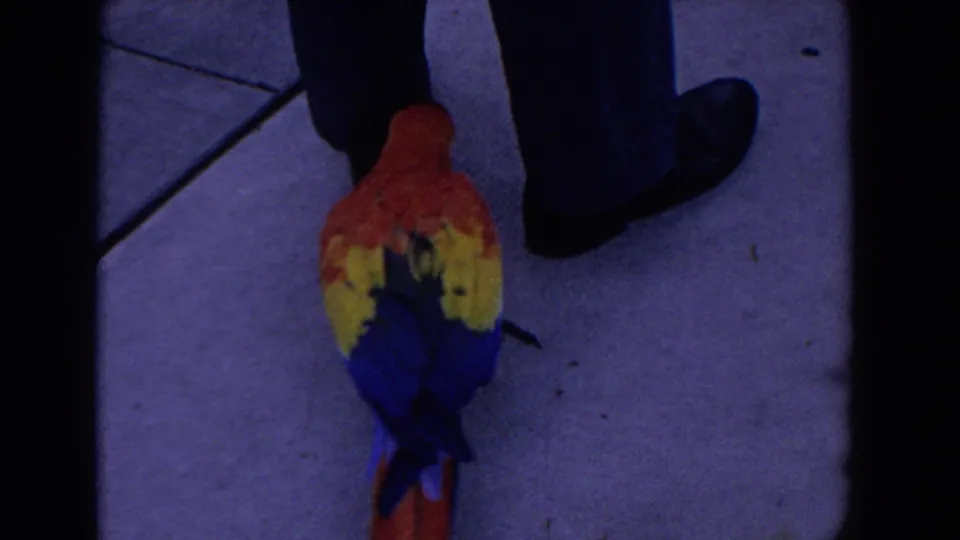 A scarlet macaw faces toward a person's dark trousers and shoes on pavement in the Florida home-movie clip.