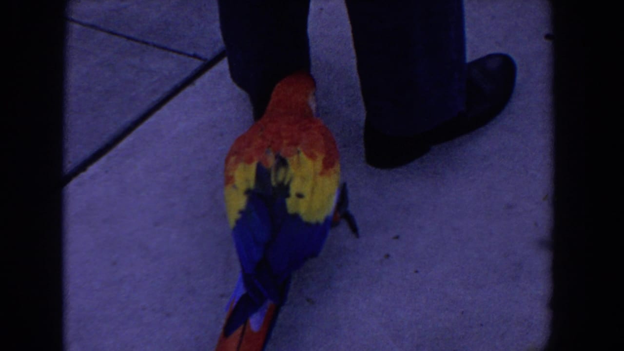 1958 Florida 8mm frame showing a colorful macaw on concrete beside a person's black shoes and dark trouser legs.