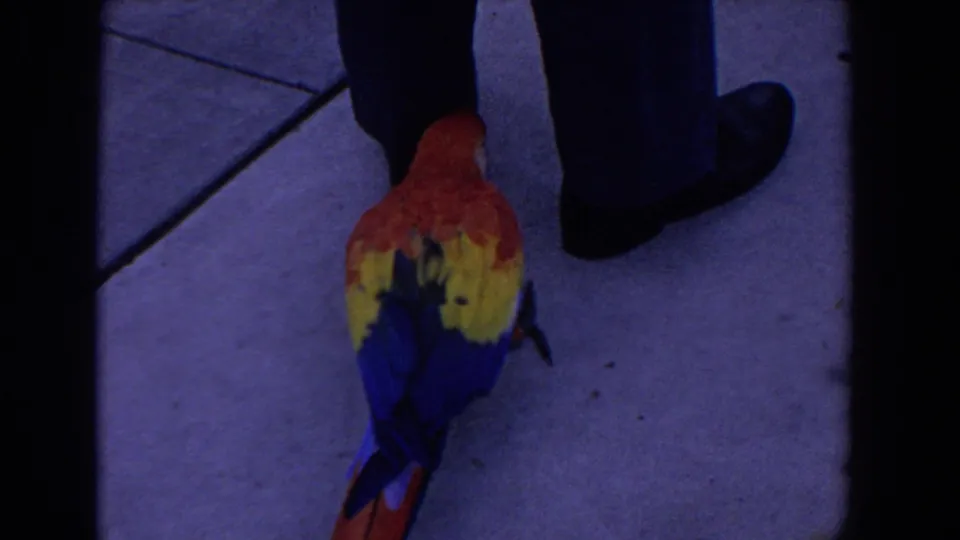 1958 Florida 8mm frame showing a colorful macaw on concrete beside a person's black shoes and dark trouser legs.