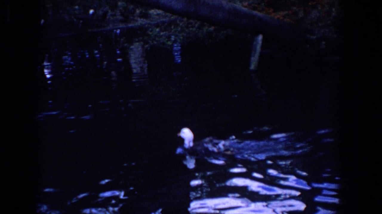 White-headed duck swimming across dark pond water with reflections.