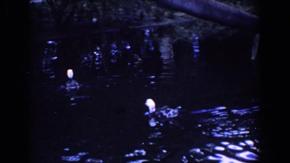 1958 Florida 8mm frame showing two ducks on a dark pond, with bright water ripples and shadowed vegetation nearby.