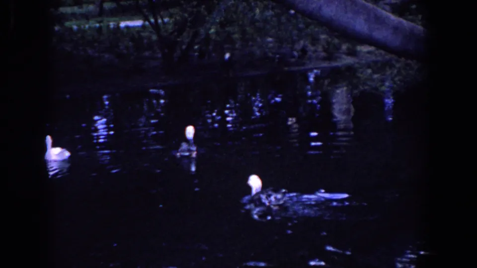 1958 Florida 8mm frame with several ducks spread across a dim pond under an overhanging branch and reflected highlights.