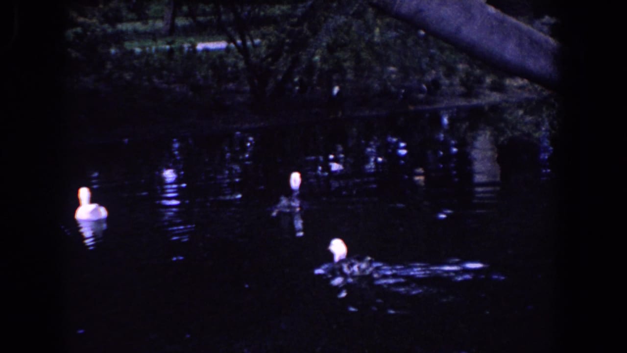 1958 Florida 8mm frame showing white ducks on dark pond water with tree reflections in the background.
