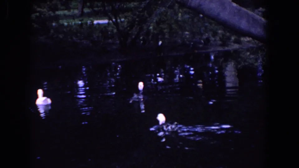 1958 Florida 8mm frame showing white ducks on dark pond water with tree reflections in the background.