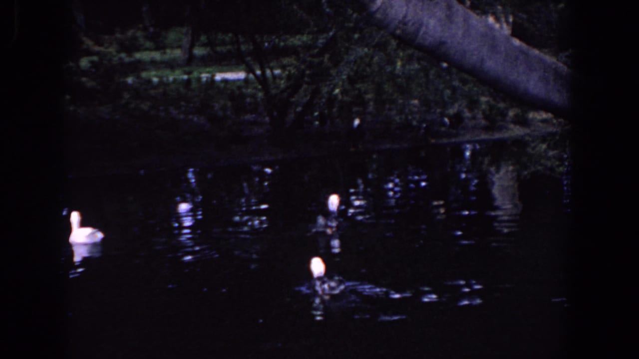 Ducks glide across a shaded Florida pond in a grainy 1958 home-movie frame with dark reflections.