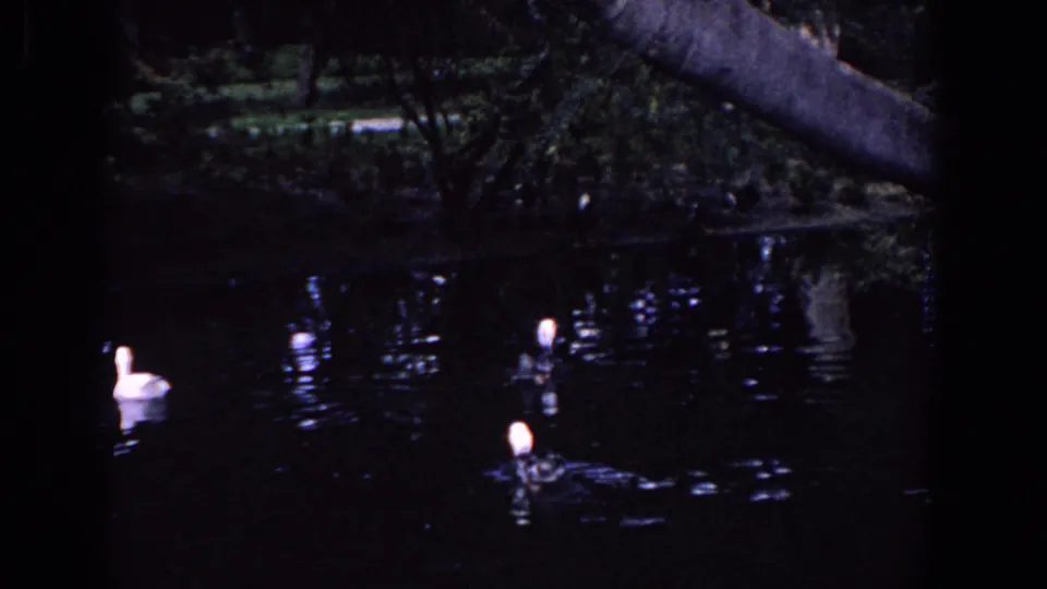 Ducks glide across a shaded Florida pond in a grainy 1958 home-movie frame with dark reflections.