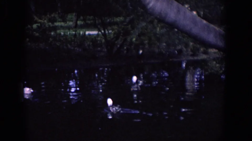 1958 Florida home-movie frame of white ducks crossing dim pond water beneath a canopy of trees.