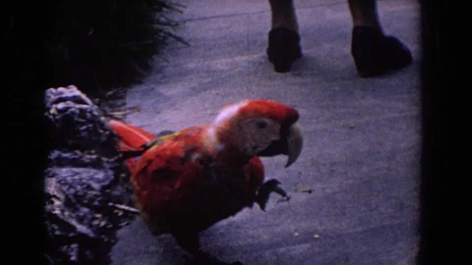 Red parrot near a paved walkway in 1958 Florida footage, with a passerby's lower legs visible in the background.