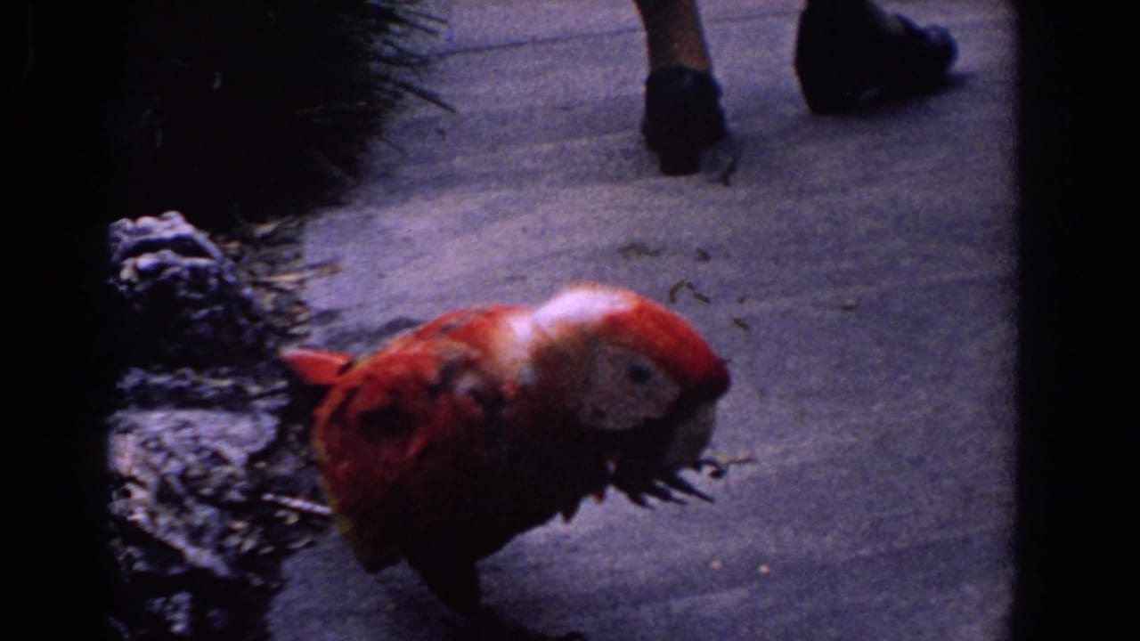 In Florida 1958 home-movie footage, a red macaw moves along a sidewalk as adult feet pass near the edge of the frame.