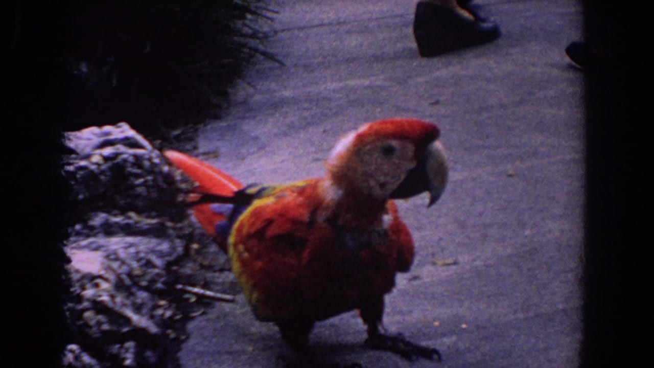 The macaw stands upright on the sidewalk in Florida, 1958, with grass, a planted edge, and adult legs visible in the background.