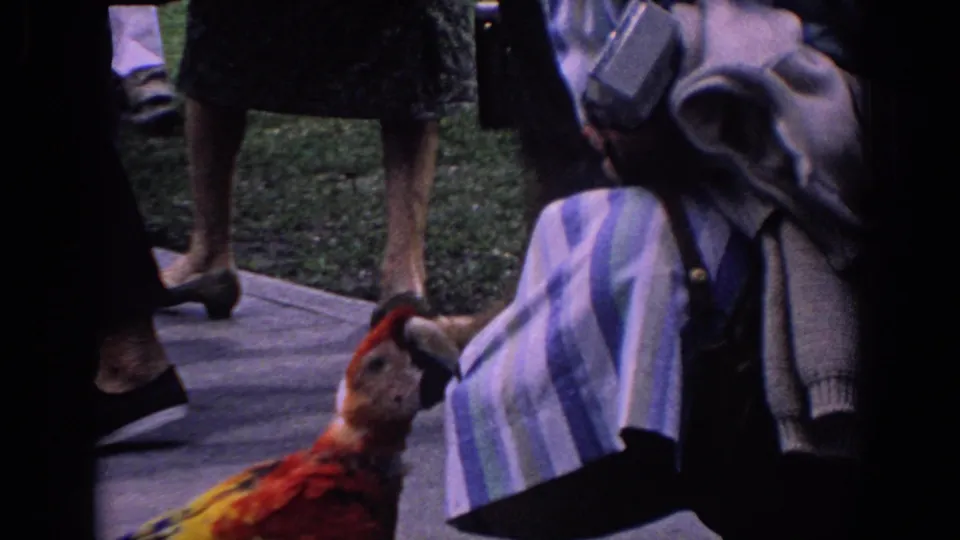 The bird approaches a striped handbag or tote beside visitors, with adult legs, shoes, grass, and walkway visible in the 1958 Florida footage.