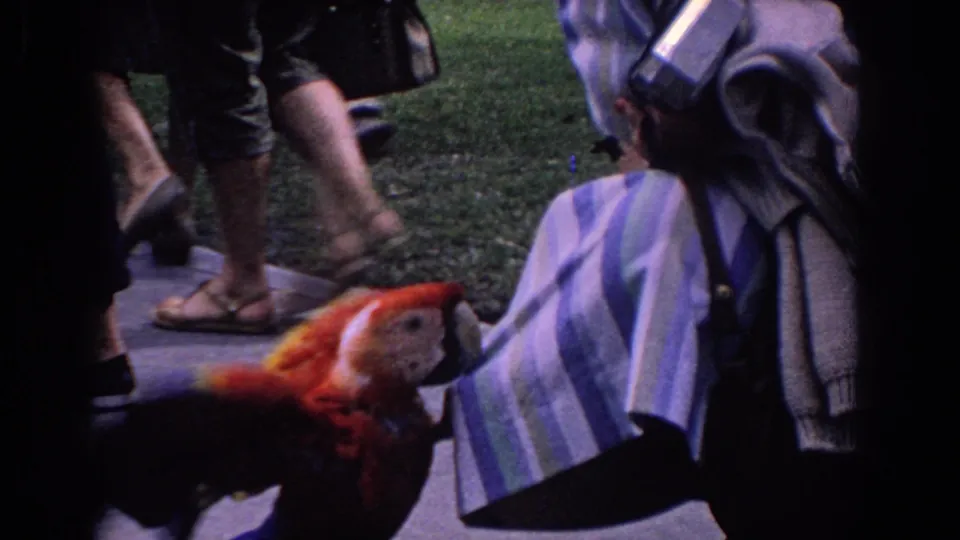 The red and yellow macaw bends toward a striped bag on the sidewalk, with passing adults partly visible in the Florida 1958 home movie.