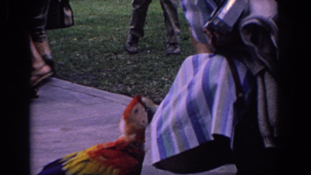 Macaw standing on a park path near visitors' legs and skirts.