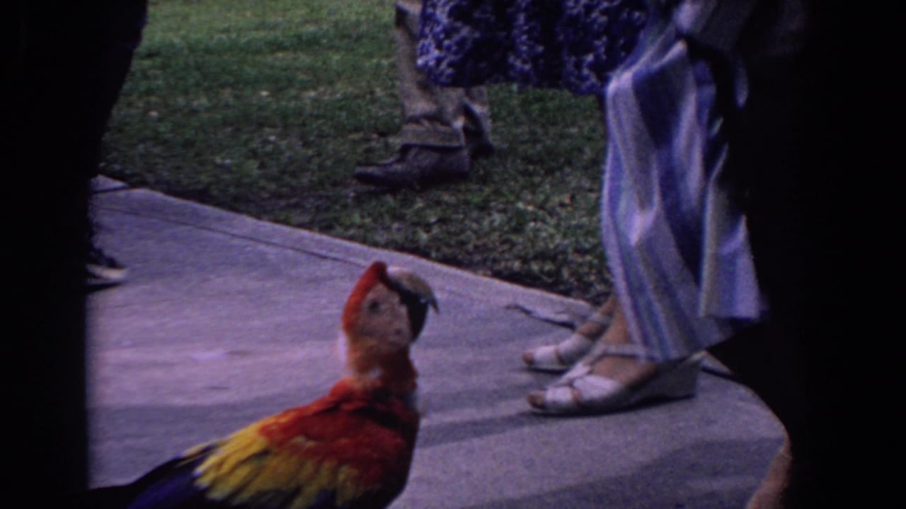 A red, yellow, and blue macaw stands on a concrete park path as visitors in summer clothing gather nearby.
