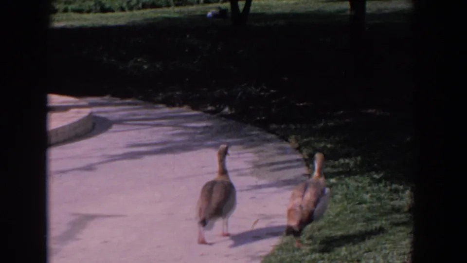 Two geese walk away along a paved path and grassy edge in the same 1958 Florida park scene.