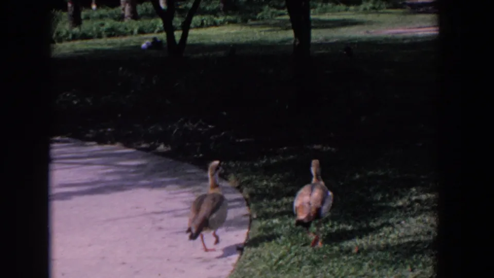 Two geese continue across the path and grass in a handheld 8mm view of a Florida park setting.