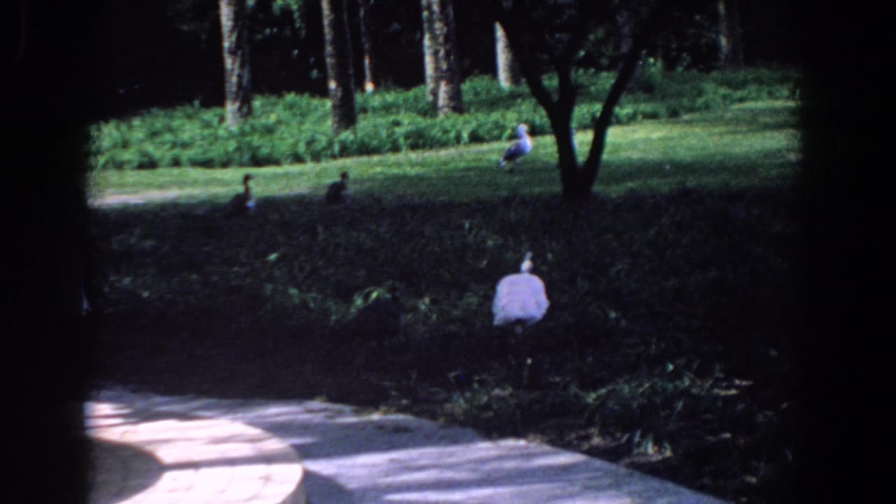 Geese walk across a grassy park while distant visitors stand near trees and a paved path.