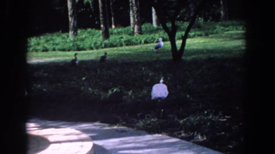 1958 Florida home-movie frame showing geese on a lawn, distant park visitors, trees, and a paved walkway in the foreground.