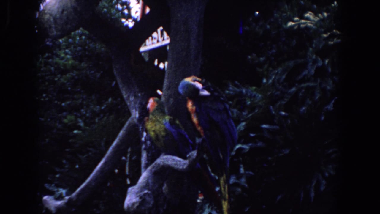 Two macaws perch beside a tree trunk in a dark, leafy enclosure.