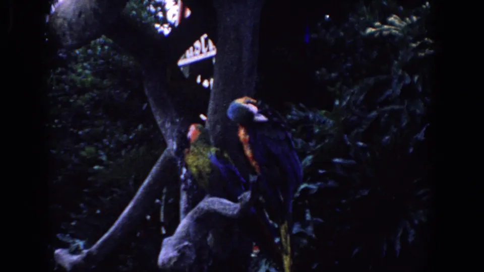 Two colorful macaws perch near a large tree trunk amid dense foliage in a shadowy Florida park setting.