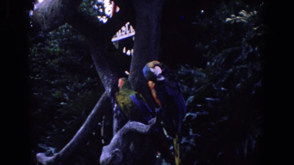 1958 Florida home-movie frame of two macaws on a perch near a tree trunk, with dense shadowed vegetation behind them.