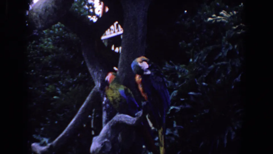 Two macaws stand on a perch in a shadowy Florida park or animal display, framed by a curving tree trunk and thick vegetation.