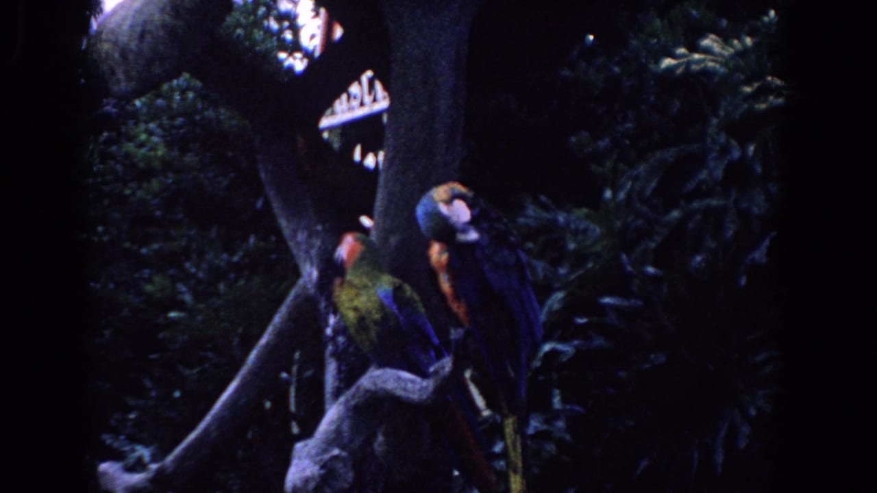 1958 Florida 8mm frame showing two colorful parrots perched high in a leafy tropical tree setting.