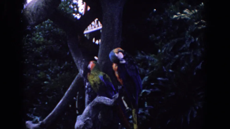 1958 Florida 8mm frame showing two colorful parrots perched high in a leafy tropical tree setting.