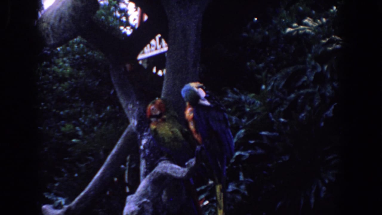 Two parrots stay mostly still on high branches in a dark tropical setting, consistent with 1958 Florida home-movie footage.