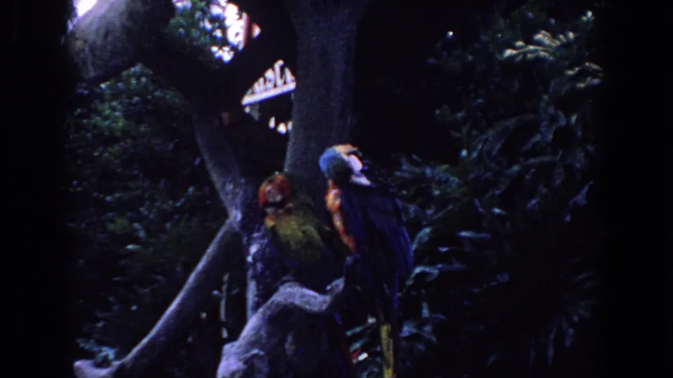 Two parrots stay mostly still on high branches in a dark tropical setting, consistent with 1958 Florida home-movie footage.
