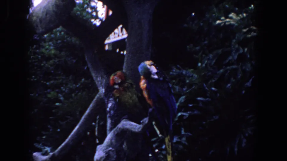 Vintage 8mm view of colorful parrots perched on a thick limb in a dense Florida tropical garden or aviary setting.