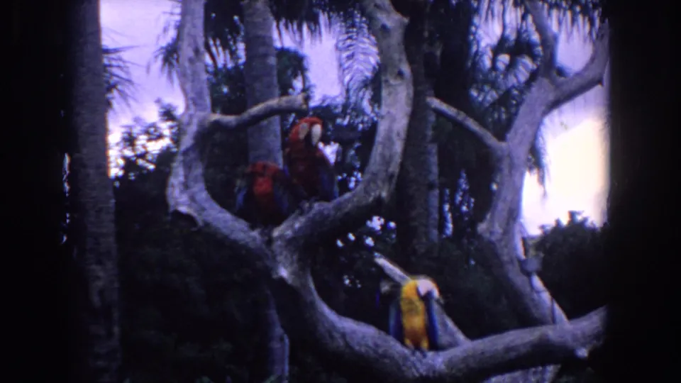Wider 1958 Florida home-movie frame showing multiple parrots on pale branches with palms and sky in the background.