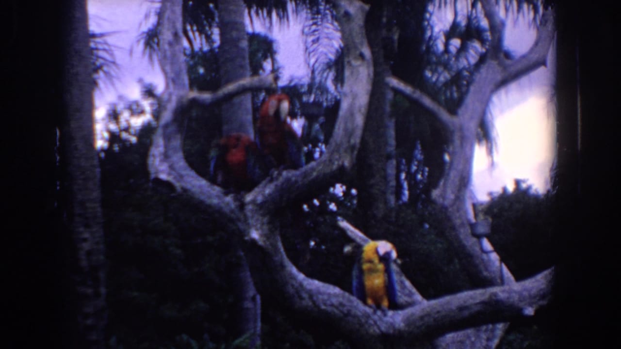 1958 Florida 8mm frame showing two red macaws and a yellow-and-blue macaw perched in a branching tree with palms behind them.