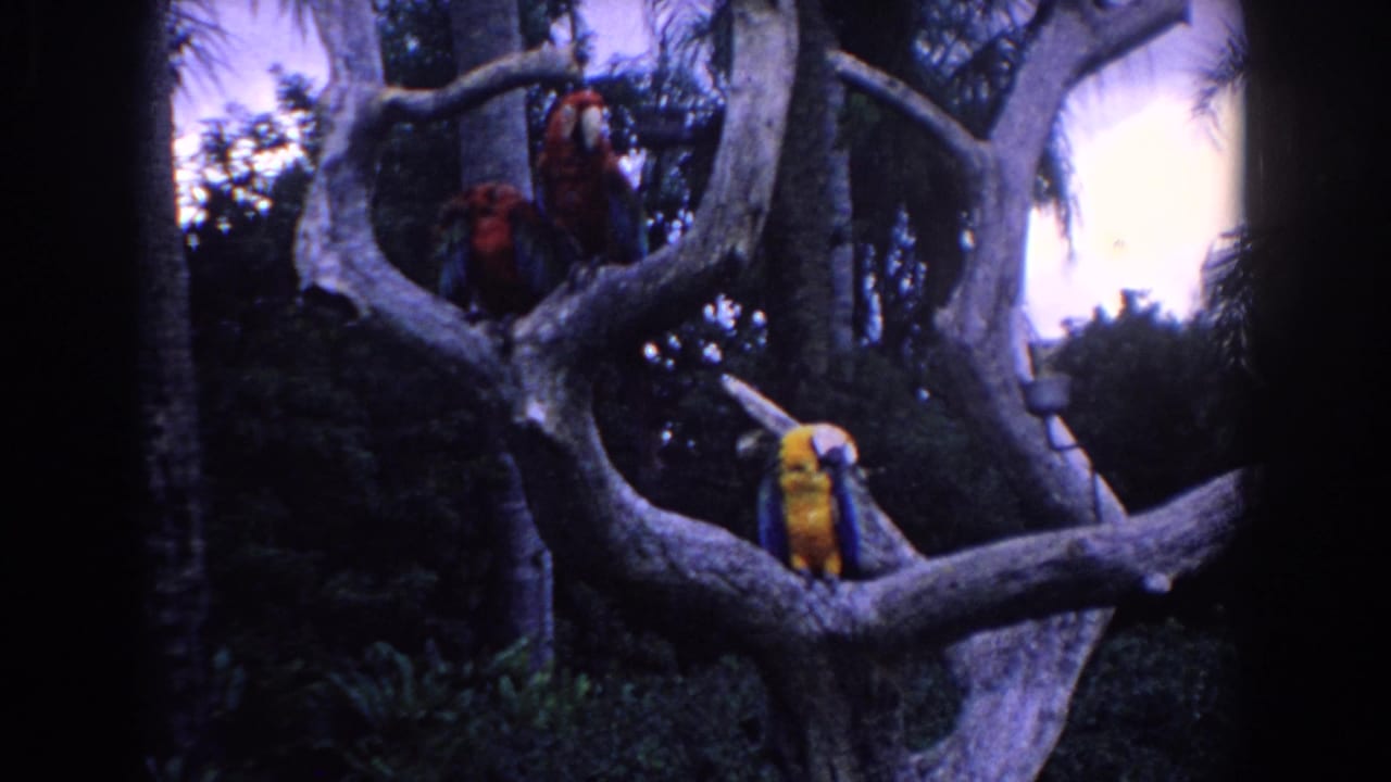 1958 Florida home-movie frame with red macaws above and a yellow-and-blue macaw lower on a pale, gnarled tree branch.
