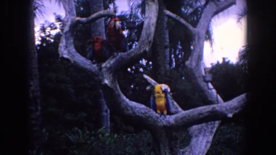 1958 Florida home-movie frame with red macaws above and a yellow-and-blue macaw lower on a pale, gnarled tree branch.