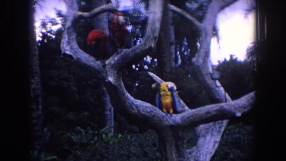 Florida 1958 8mm still showing three macaws arranged on broad pale branches, surrounded by dark tropical foliage and palm trunks.
