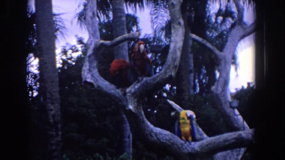 Late frame from the 1958 Florida clip showing red macaws and a yellow-and-blue macaw perched among pale branches, palms, and deep foliage.