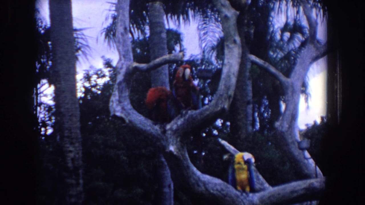 1958 Florida 8mm frame showing red and yellow-blue macaws perched among gnarled branches with palms in the background.