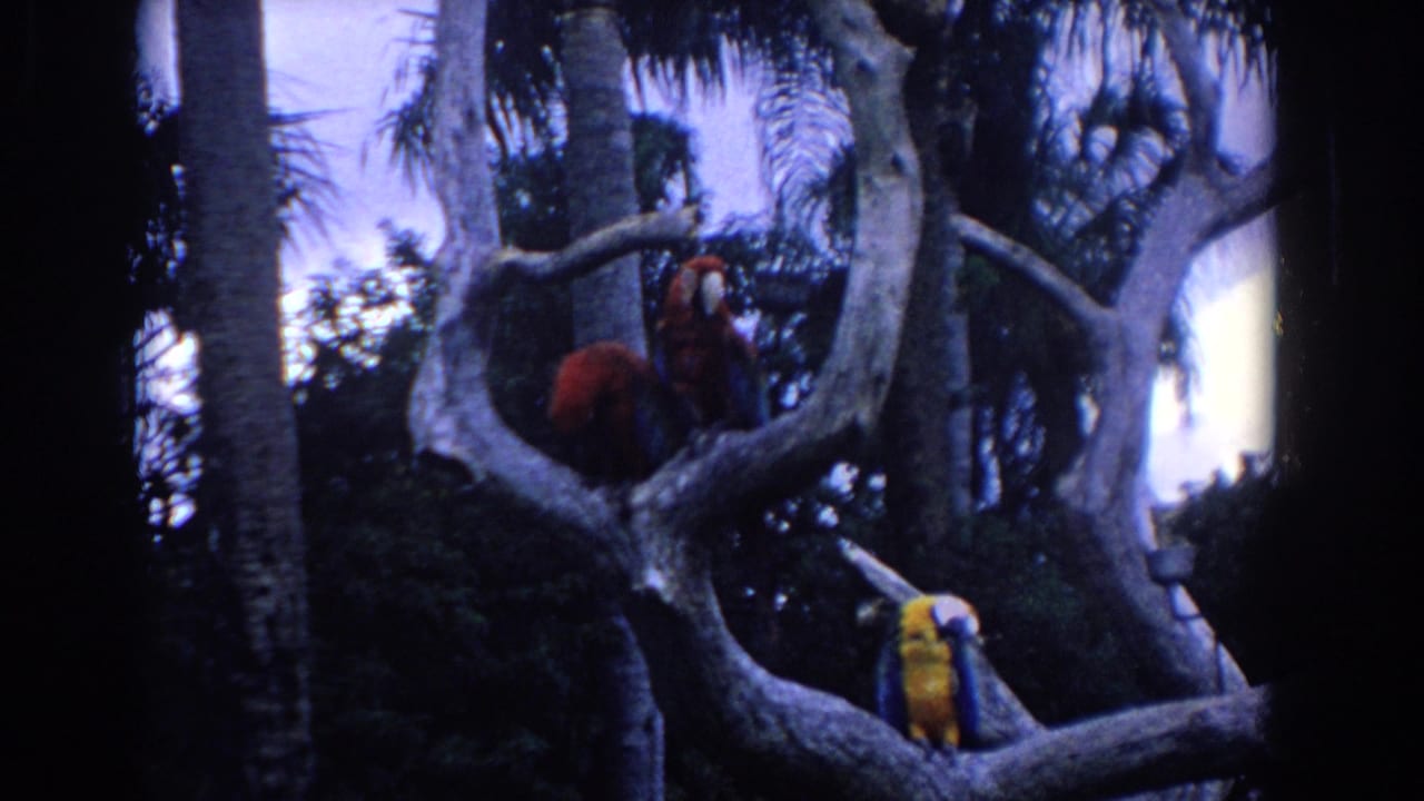1958 Florida 8mm frame with colorful macaws on thick branches, partly silhouetted by palms and deep foliage.