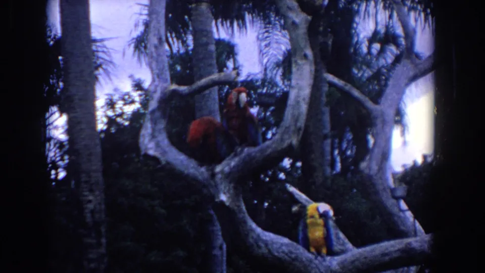 1958 Florida 8mm frame with colorful macaws on thick branches, partly silhouetted by palms and deep foliage.
