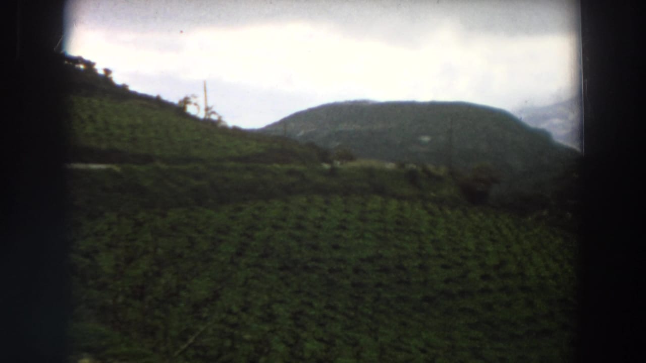 Green crop rows on a hillside with rounded hills and cloudy mountains beyond.