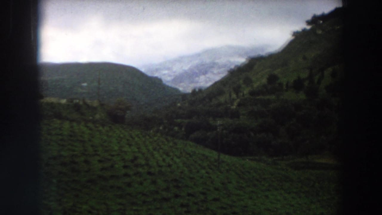 Green vineyard rows on a hillside with trees, distant mountains, and cloudy sky.