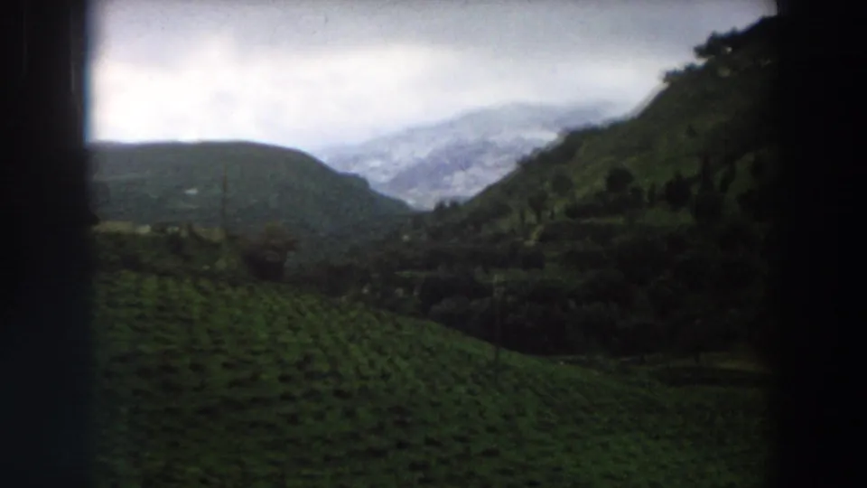 1958 8mm view of green vineyard rows in rural Italy, with wooded slopes and pale mountains beyond.