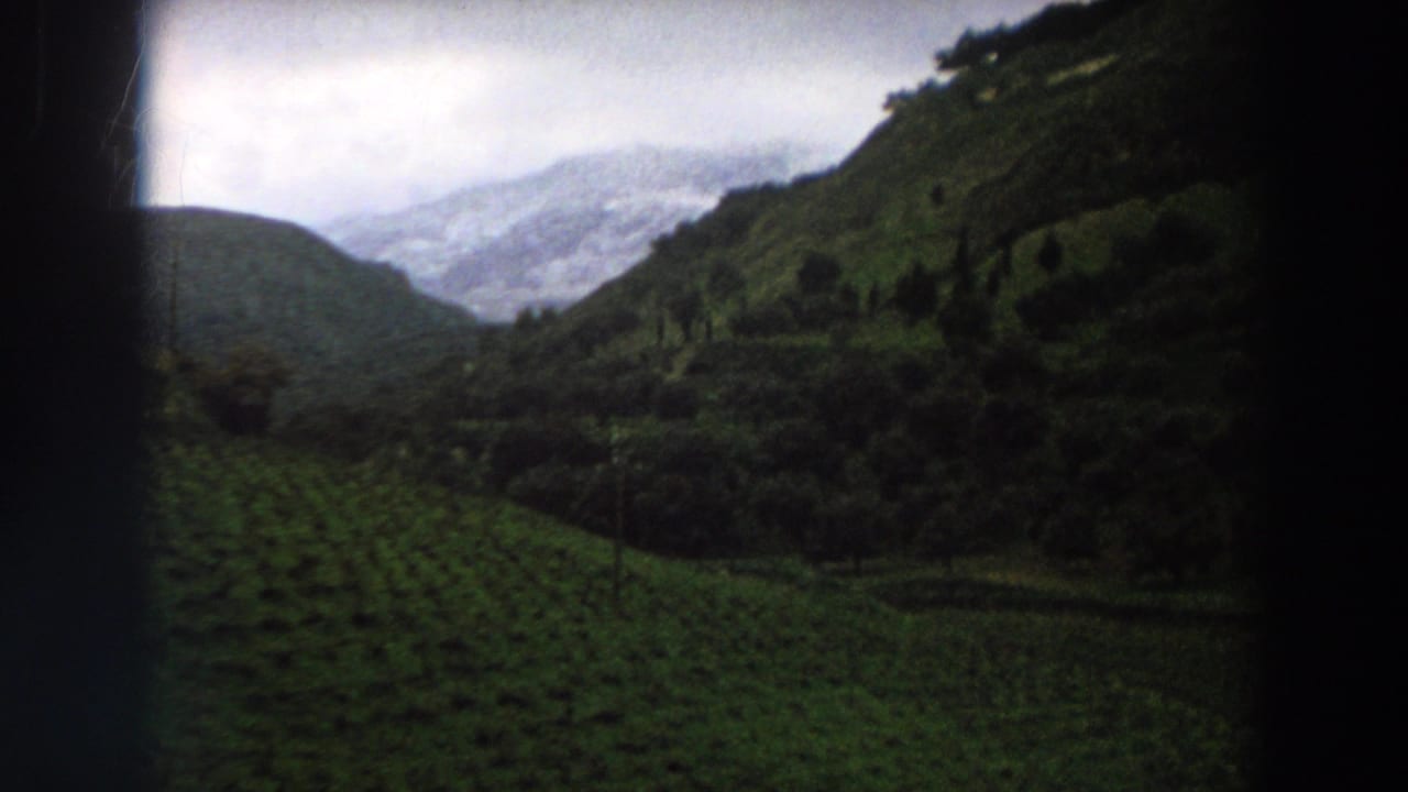 1958 rural Italy frame showing vineyard rows on a slope, trees, and distant pale mountains.