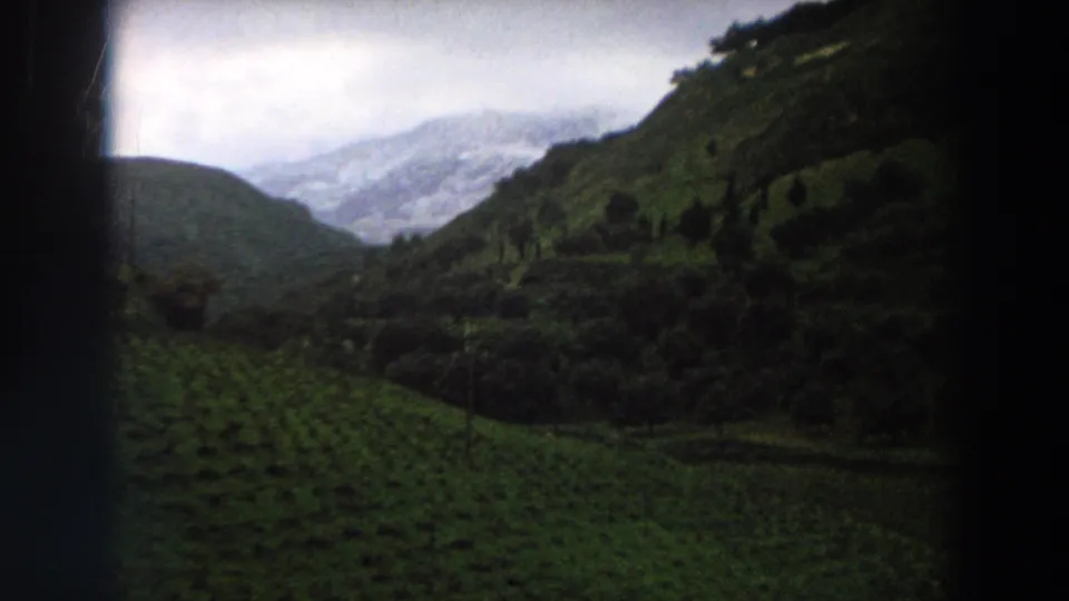 1958 rural Italy frame showing vineyard rows on a slope, trees, and distant pale mountains.