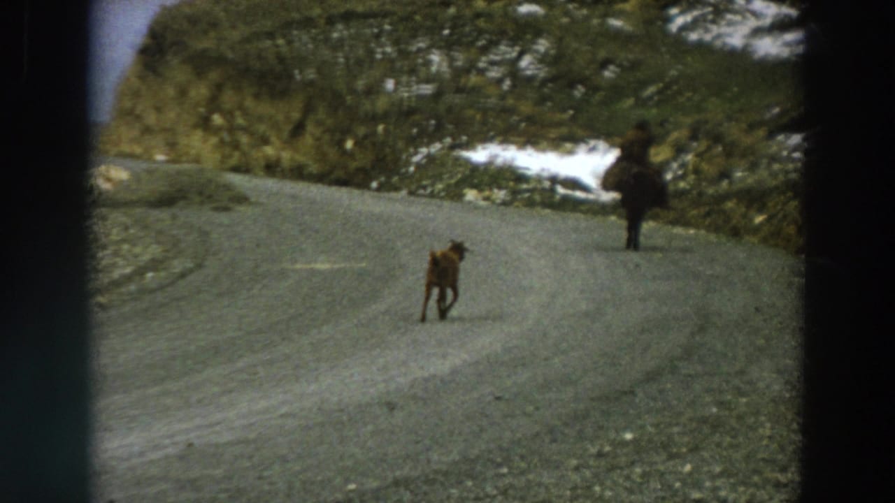 1958 Italy 8mm frame placing the small animal closer to camera as the horseback rider moves ahead on the mountain road.