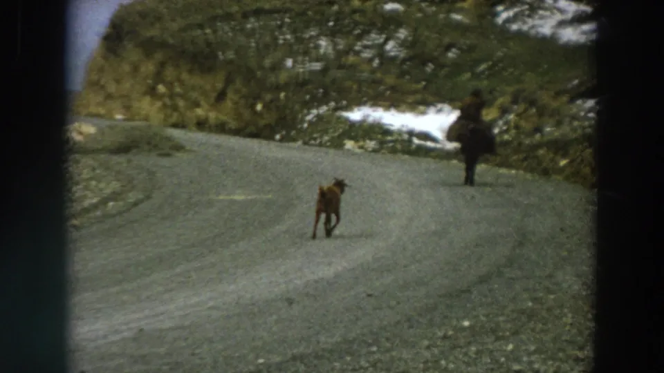 1958 Italy 8mm frame placing the small animal closer to camera as the horseback rider moves ahead on the mountain road.