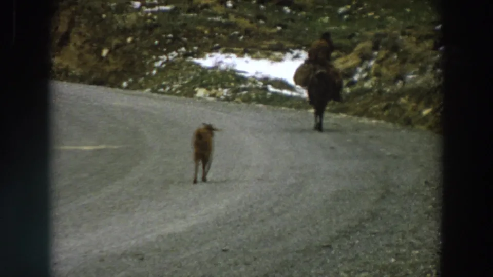 Late-frame 1958 Italy view of the small animal and horseback rider on a mountain road with snow patches along the slope.